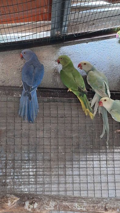 Várias mutações de ring necks 2026. Desde 80 euros