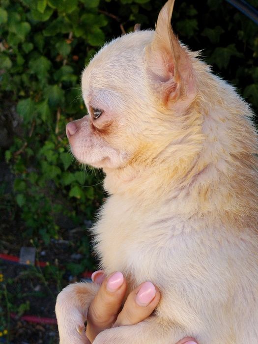 Chihuahua miniatura, cabeça de maçã.