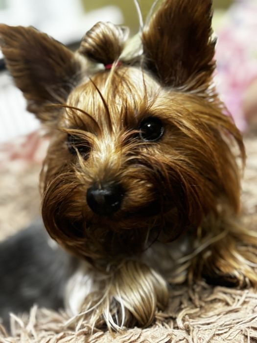 Дівчинка шукає хлопчика для вязки!