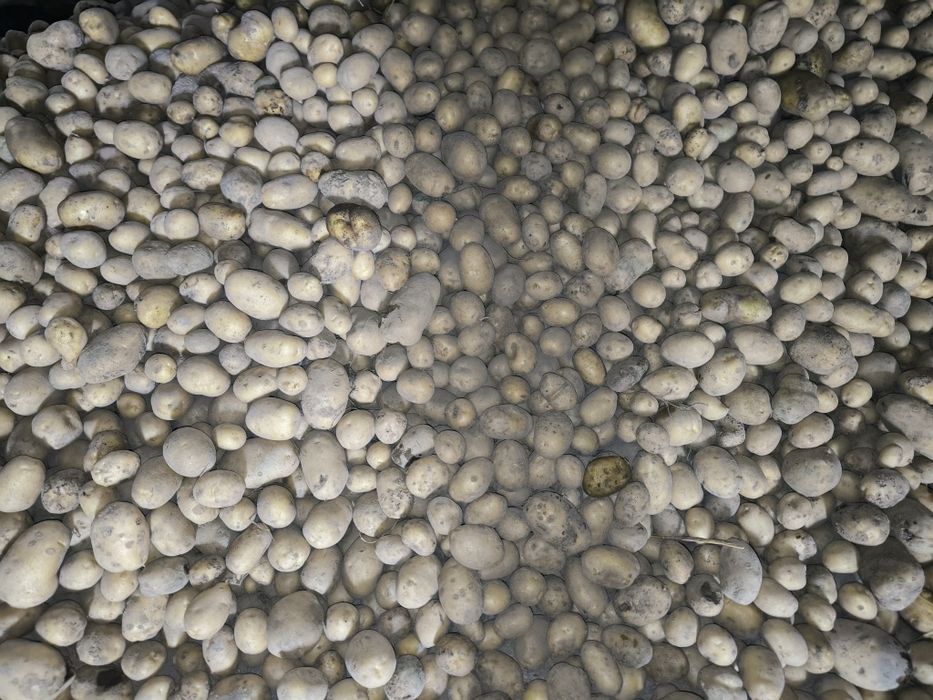 Ziemniaki odpadowe 30gr/kg