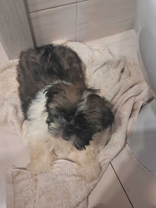 Shih Tzu szczeniaki
