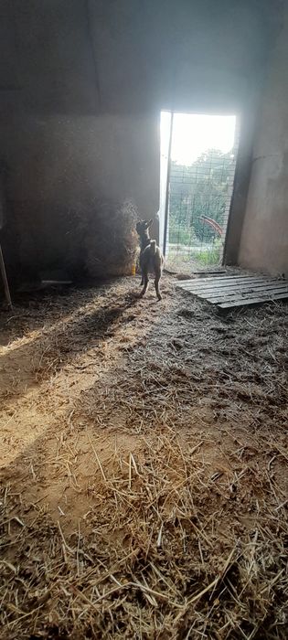 Vendo cabrito macho e femea