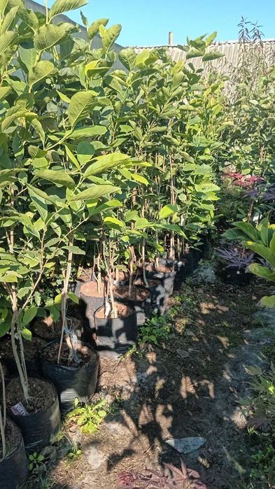 Якісні МАГНОЛІЇ, РОДОДЕНДРОНИ Великі Магнолії які розквітнуть Весною.