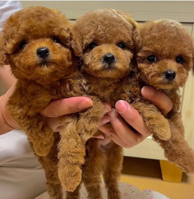 Той пуделята хлопці та дівчата