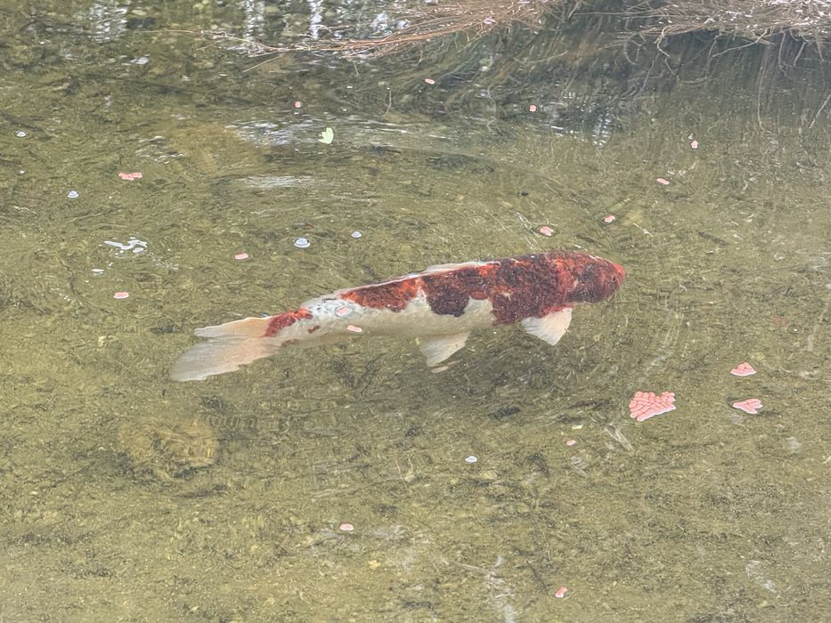 Carpas Koi grandes (40–50 cm) + oferta de 4 Koi mais pequenas