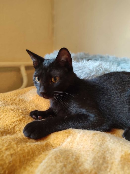 Harry i Ron szukają wspólnie domu