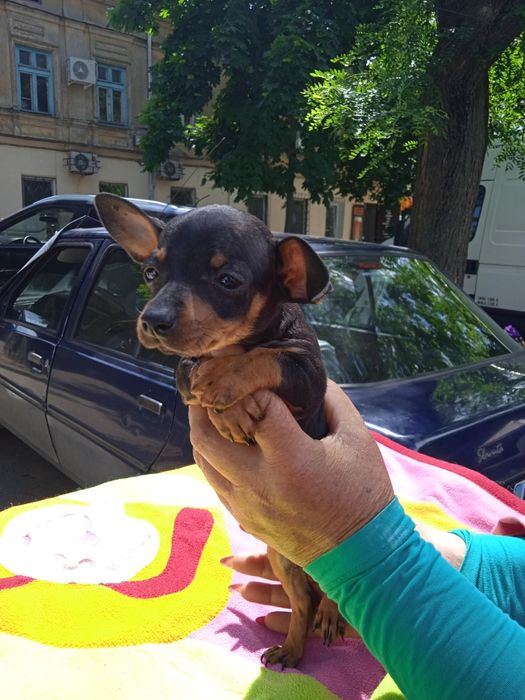 Той терьер  мини