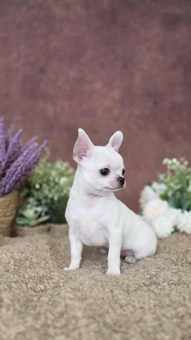 Chihuahua ZKwP FCI Szczeniak Piesek