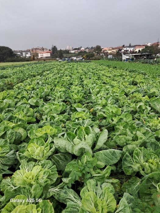 Pencas e Couve galega do Toninho da horta