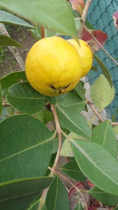 Arvore do araça de vários tamanhos e preços