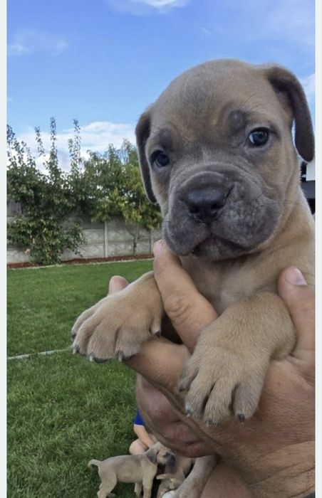 Cane Corso mocna suczka