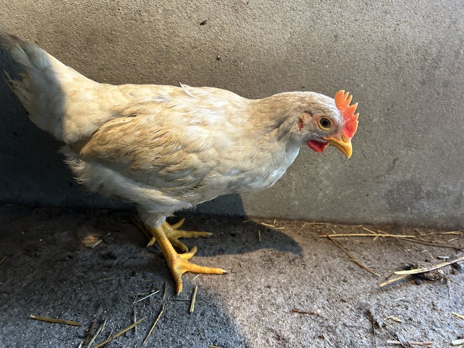 Galitos cruzados de legorne