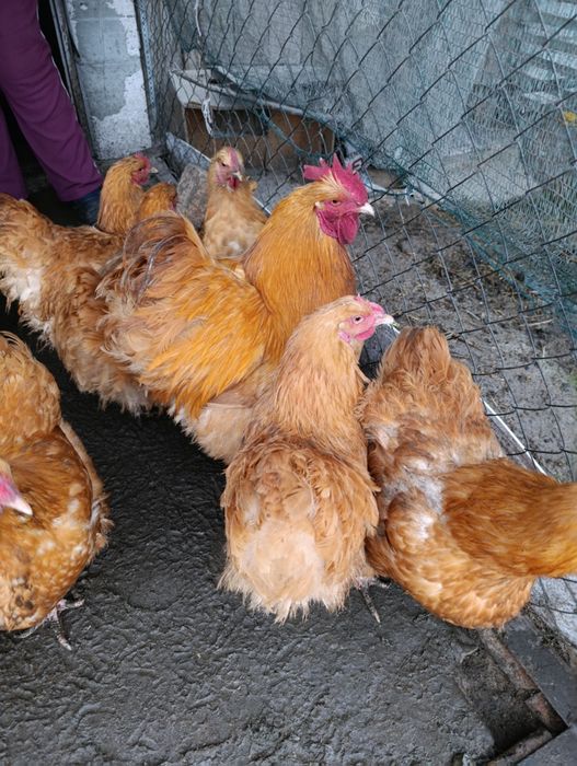 Курчата Орпінгтон