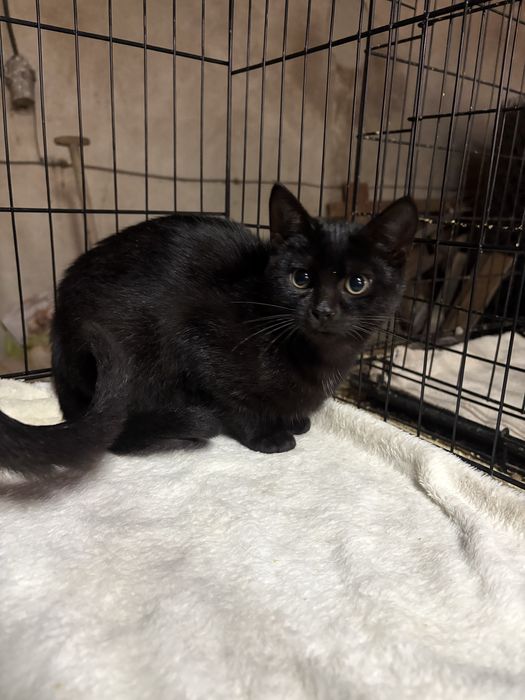 Kotek poleca się do adopcji - pokochaj