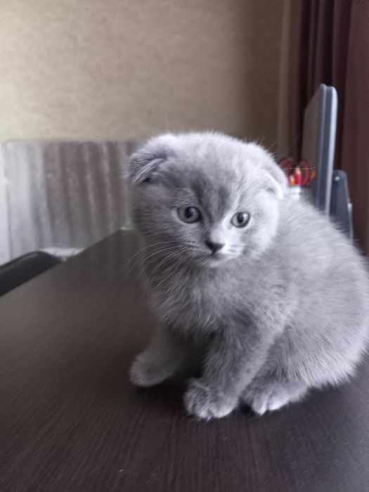 Шотландский вислоухий кот