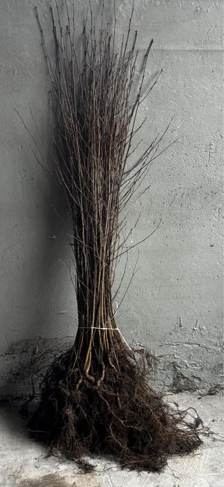 Brzoza Brodawkowata sadzonki 100-150cm SZKÓŁKOWANA Gwarancja Przyjęcia