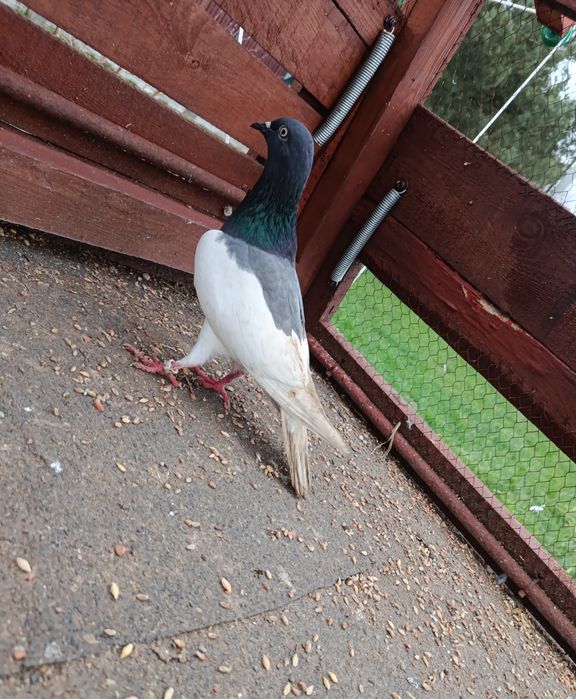 Sprzedam gołębie ozdobne RÓŻNE i pocztowego !!!