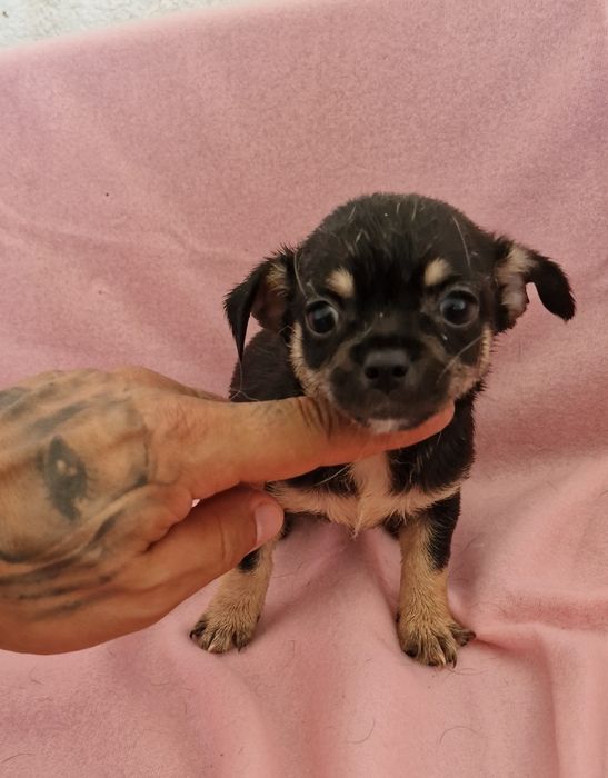 Menina chihuahua