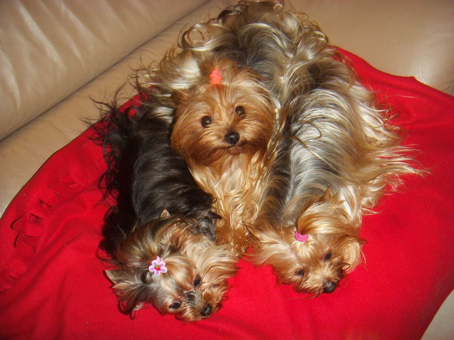 yorki chłopiec Warszawa york Yorkshire terrier