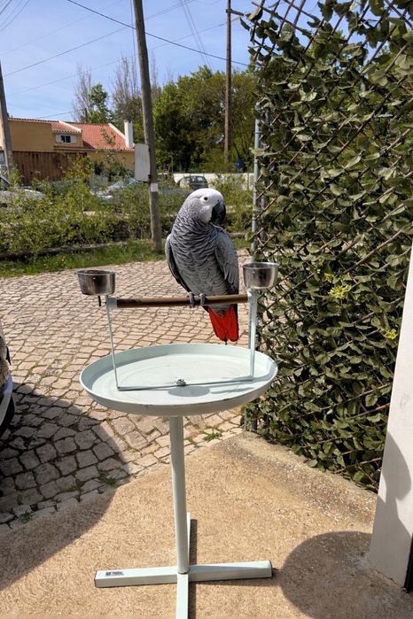 Vendo poleiro para pagapagio !