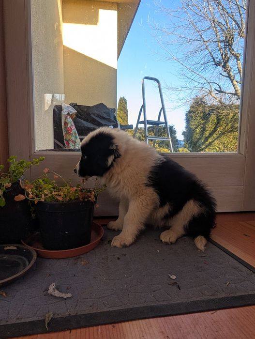 Piesek border collie