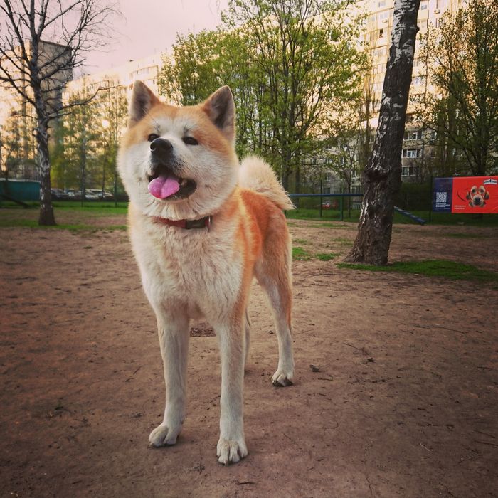Вязка.   Кобель_ Akita-inu_  Парень ждёт девушку .