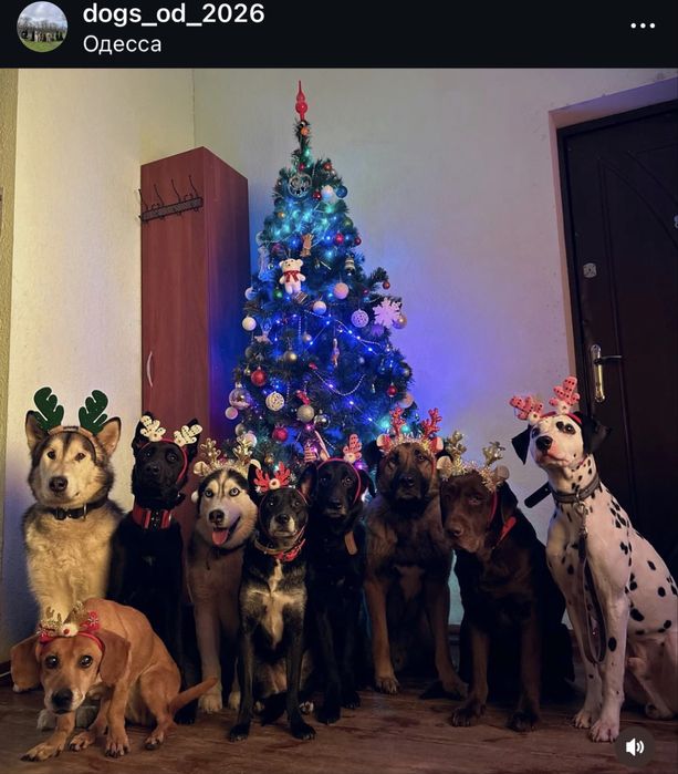 Передержка животных, Гостиница для животных, Дрессировка, Одесса