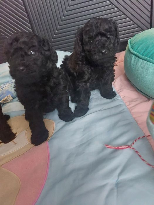 Piękny chlopak czarny pudel miniaturowy FCI