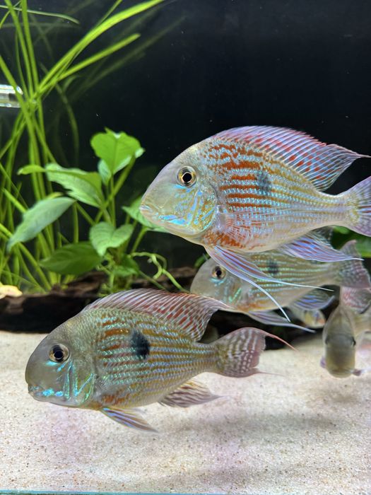 Geophagus Sveni adultos