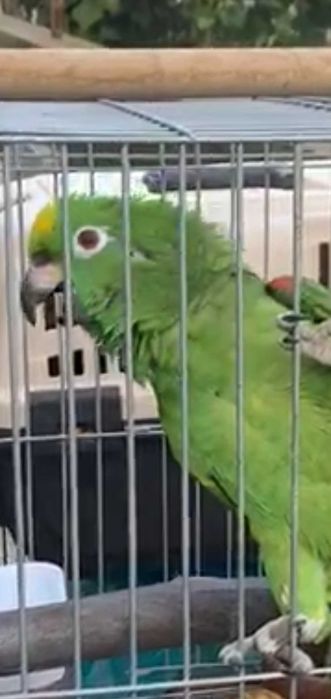 Amazonas  Ochrocephala casal