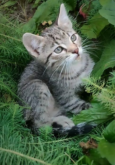 Бесплатно в хорошие руки