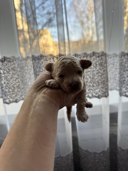 Мальтіпу мальтипу