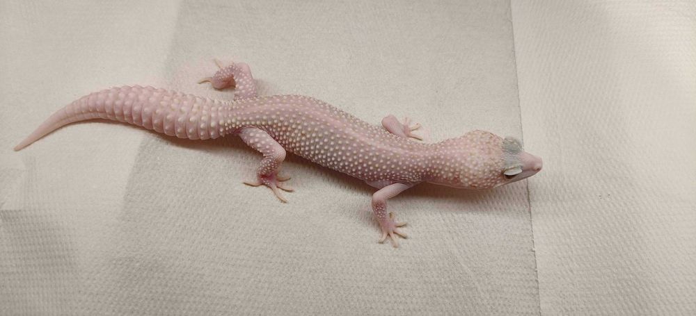 Gekony Lamparcie