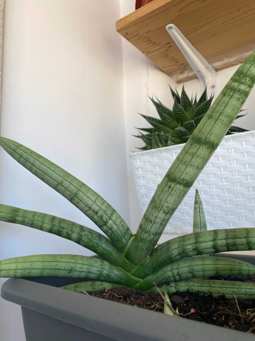 Suculenta Dracaena angolensis