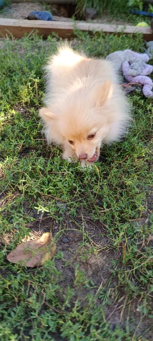Pomeranian, szpic miniaturowy.