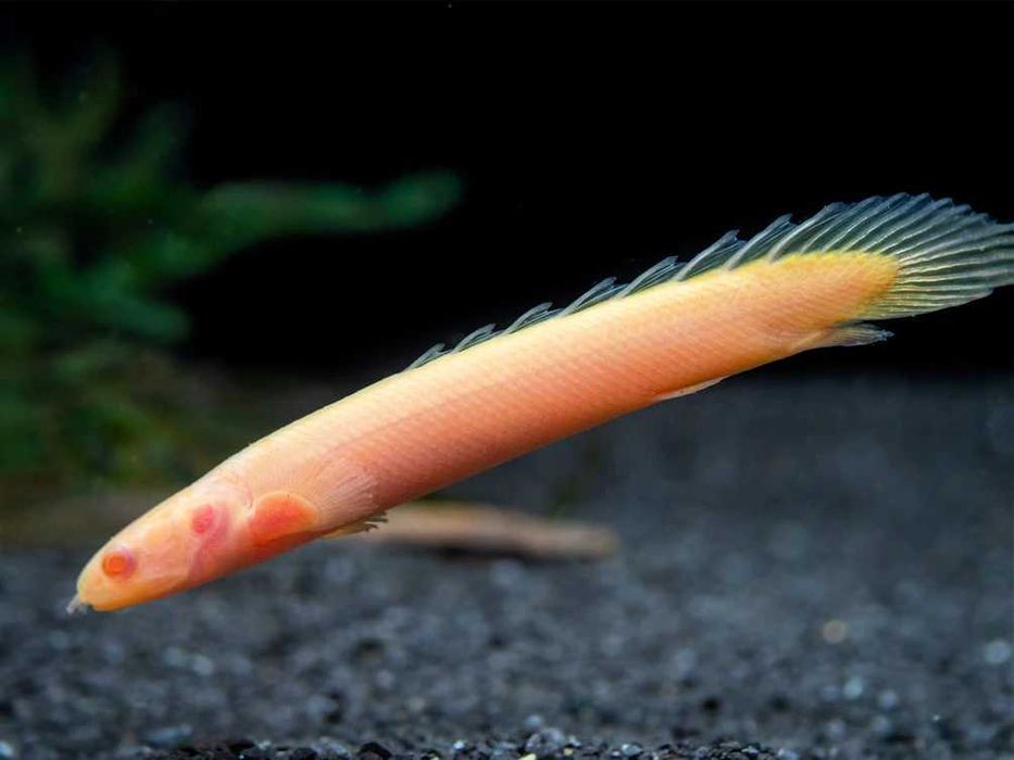 Wielopłetwiec senegalski albinos - Polypterus senegalus albino
