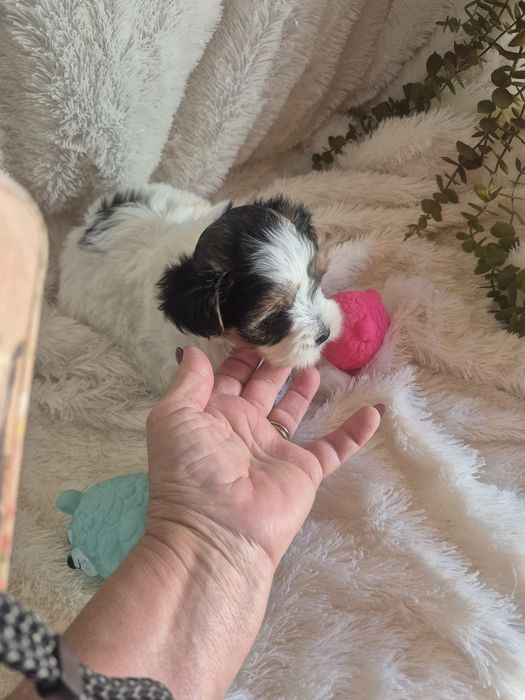 Biewer Terrier Macho Tricolor Criadora Registada PT3088FL