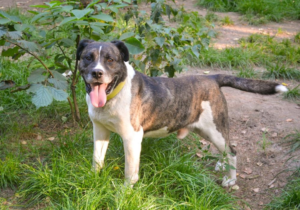 Piękny pies w typie amstaffa szuka domu