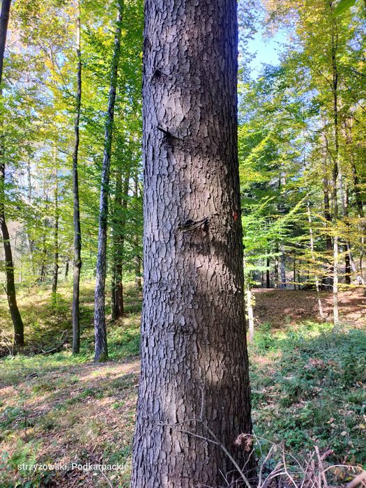 Drzewo tartaczne dachowe dłużyca jodła dąb