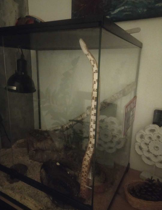 Sprzedam węża zbożowego