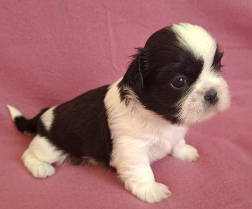 Sunia Shih Tzu rezerwacja