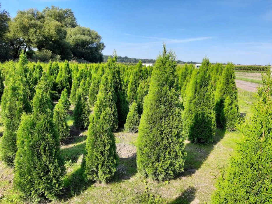 Sadzimy Szmaragd, Brabant, Blue Arrow! Tuja do 250 cm! Transport PL