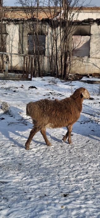 Продажа овець гісарів