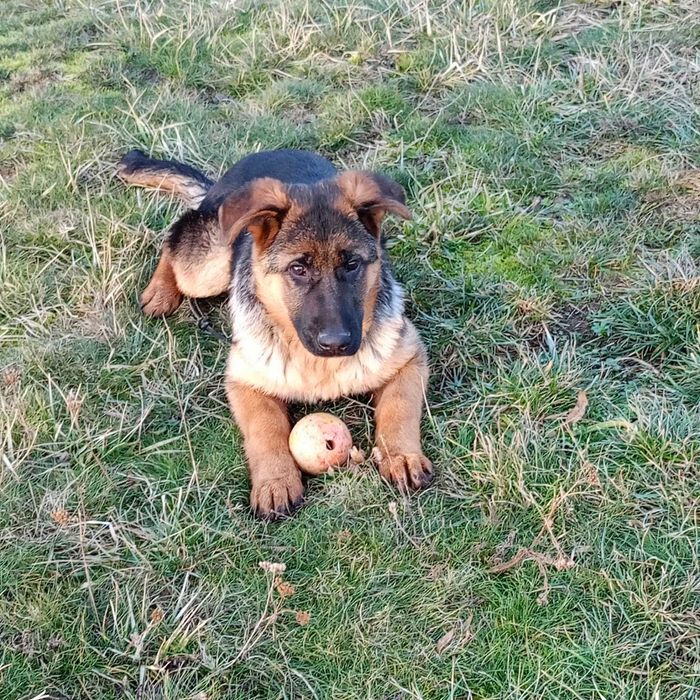 Owczarek Niemiecki FCI