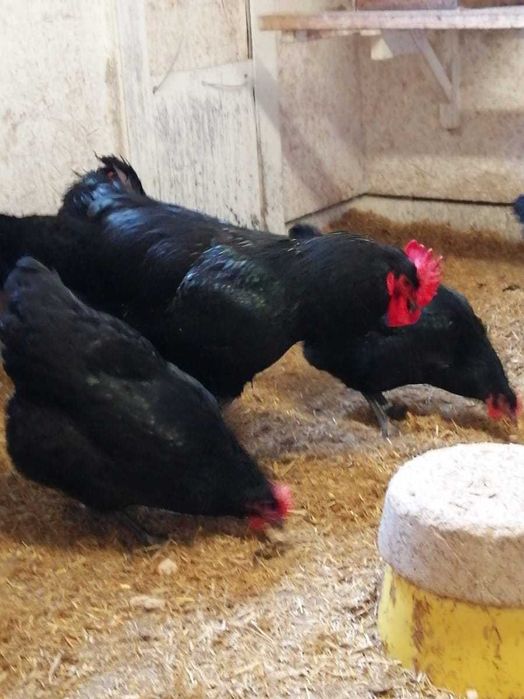 Кури Джерсійський Гігант Джерсийский Гигант яйце