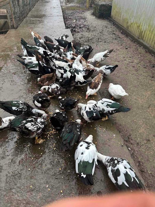 Індокачки німецької лінії