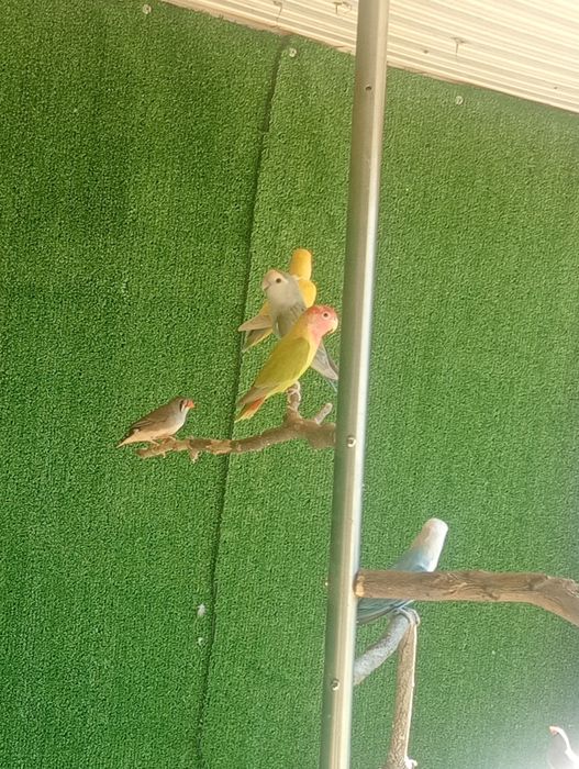 Vendo casal agapórnis mais 3 agapórnis
