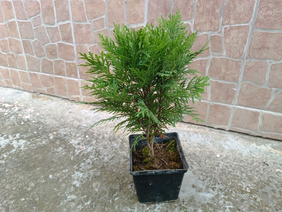 Туя Даника | Thuja occidentalis Danica в контейнере 1.5 литра