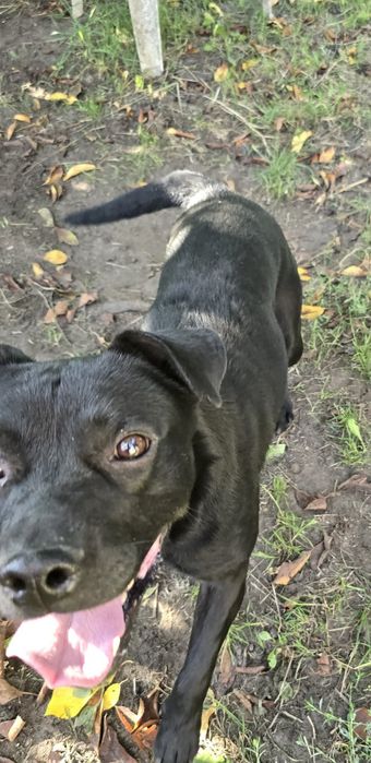 Dwa pieski jak bracia do adopcji po śmierci właściciela