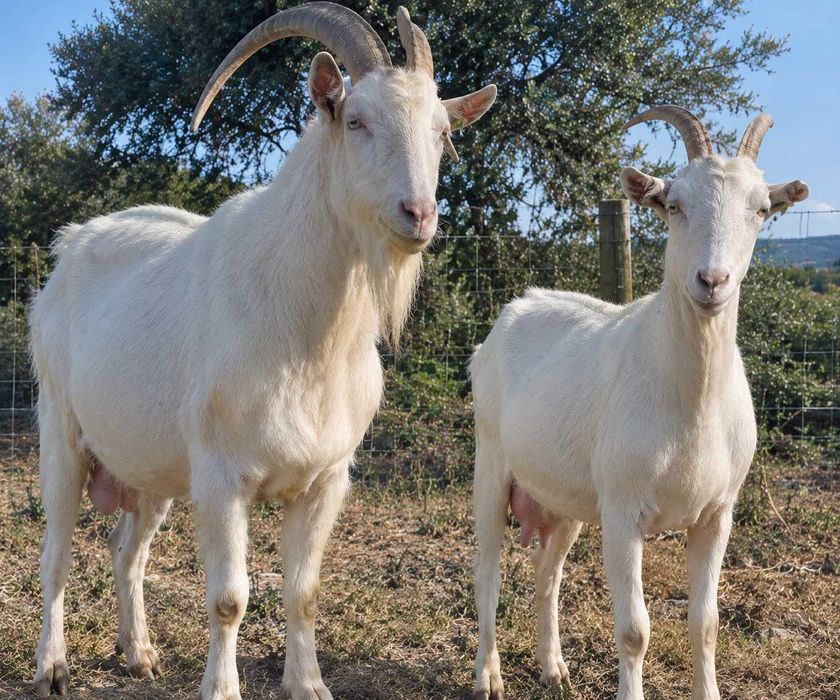 Magnífico Casal Saanen Puro em Castro Marim | 75 kg cada – excelentes reprodutores